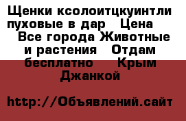 Щенки ксолоитцкуинтли пуховые в дар › Цена ­ 1 - Все города Животные и растения » Отдам бесплатно   . Крым,Джанкой